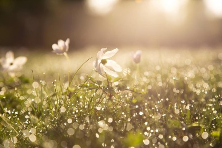 What Are The Applications of Fixed-Focus Lenses In Artistic Photography?