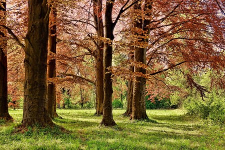 5 Forest Photography Tips For Beginners