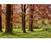 5 Forest Photography Tips For Beginners...