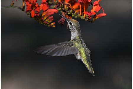 How To Choose The Right Bird Shooting Lens?